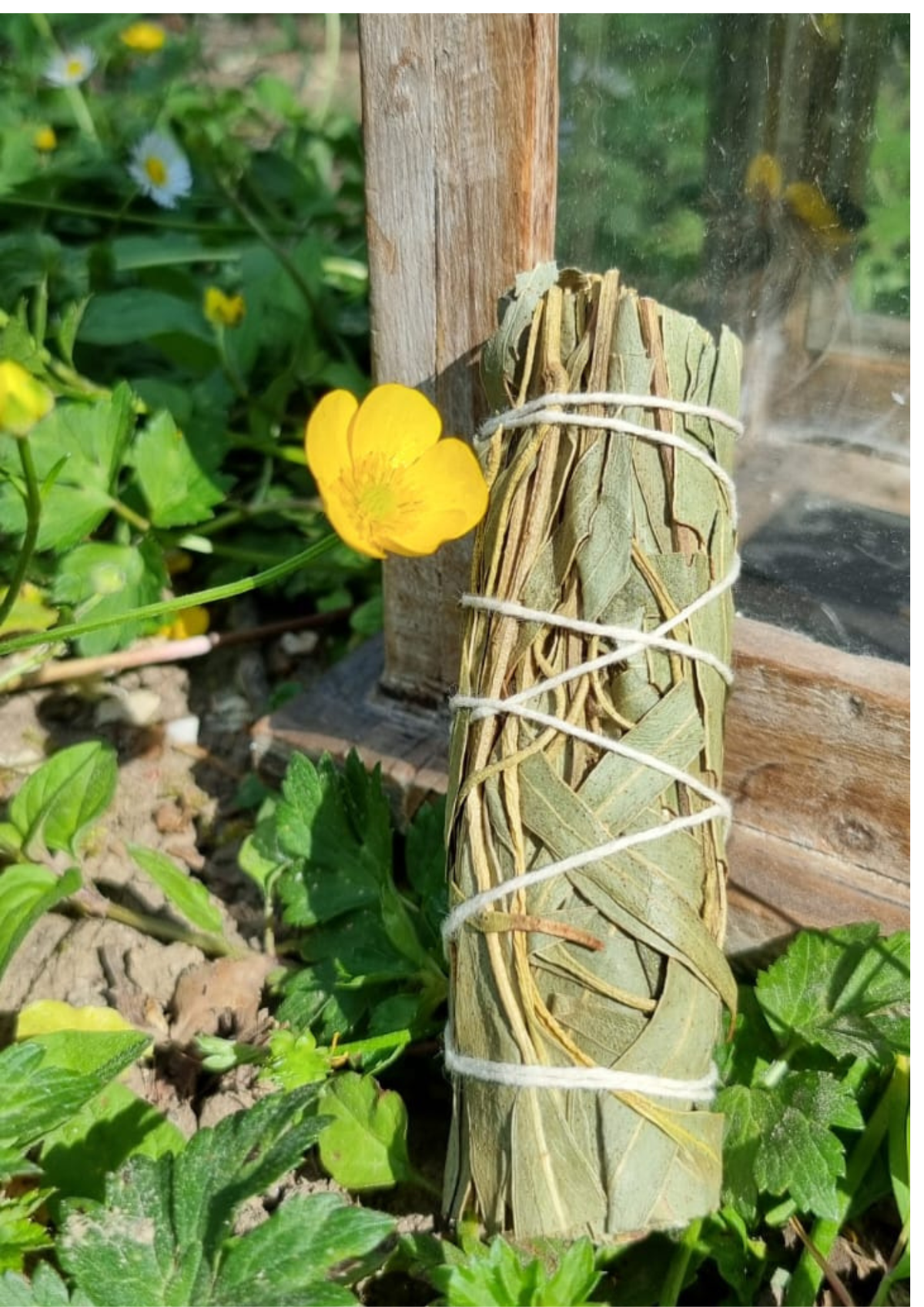 Encens Eucalyptus