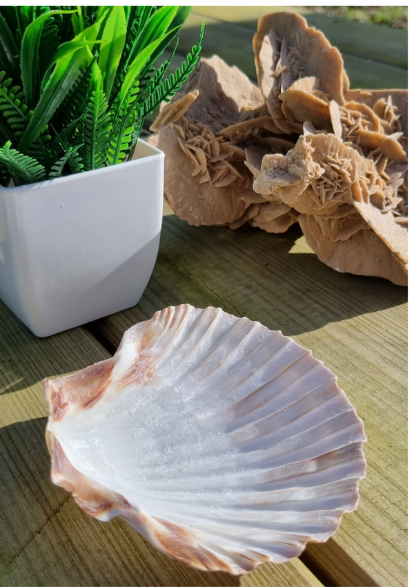 Plaque de rechargement Coquille st Jacques