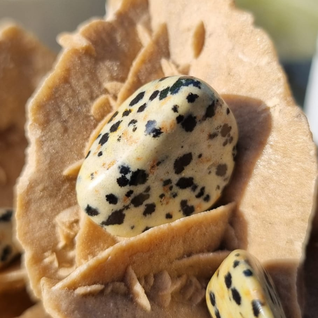 Pierre Jaspe Dalmatien