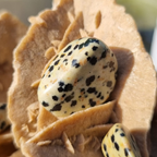 Pierre Jaspe Dalmatien